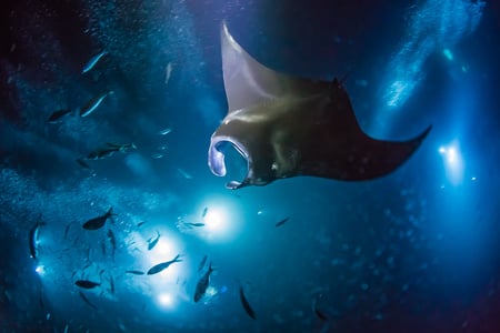 manta_ray_snorkel-129